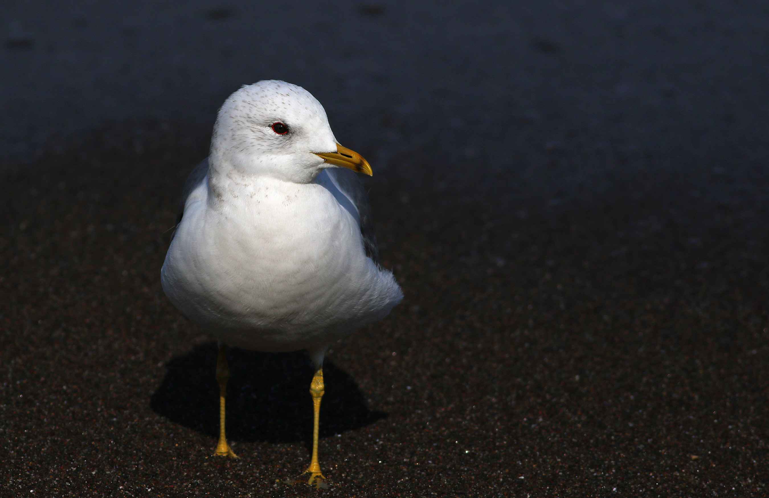 Mew Gull